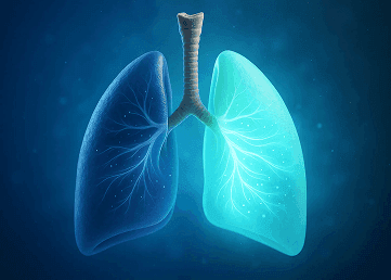 Illustration of human lungs showing airway structure and respiratory function
